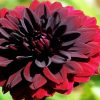 Beautiful Dark Red Dahlia paint by numbers