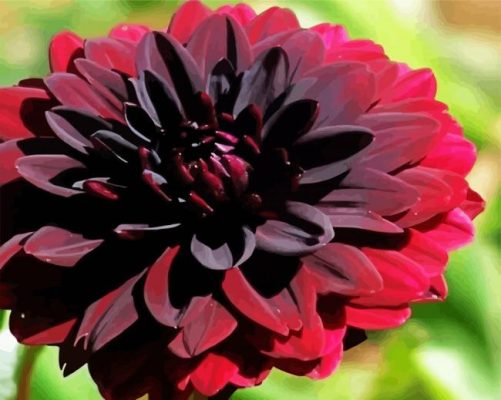 Beautiful Dark Red Dahlia paint by numbers