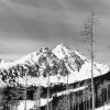 Black And White Mountains And Birch Trees paint by numbers