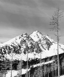 Black And White Mountains And Birch Trees paint by numbers