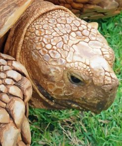 Close Up The Sulcata Tortoise paint by numbers