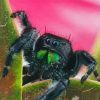 Close Up Tarantula paint by numbers