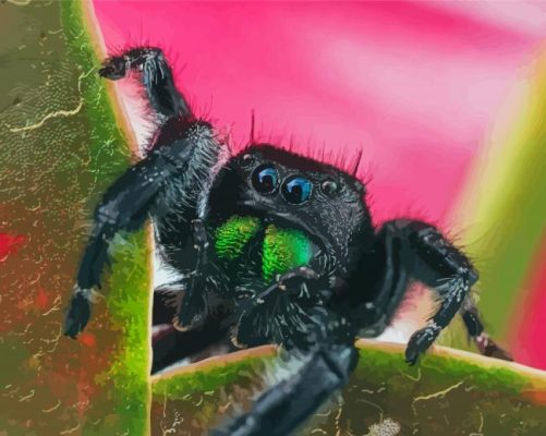 Close Up Tarantula paint by numbers