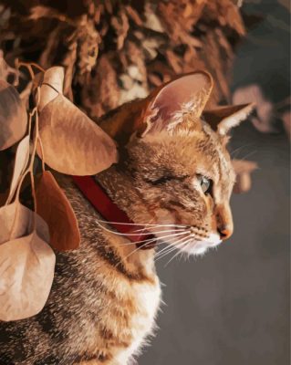 Cute Abyssinian Cat paint by numbers