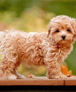 Cute Maltipoo Dog paint by numbers