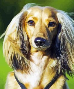 Cute Long Haired Dachshund paint by numbers