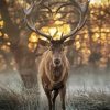 Deer With Horns Heart paint by numbers