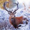 Deer With Horns In Winter paint by numbers