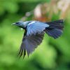 Flying Honeyeater Tui Bird paint by numbers