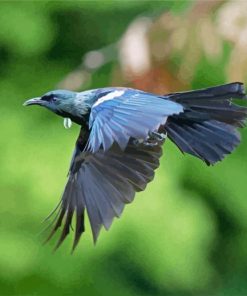 Flying Honeyeater Tui Bird paint by numbers