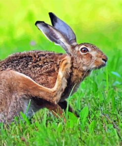 Hare Animal In The Grass paint by numbers