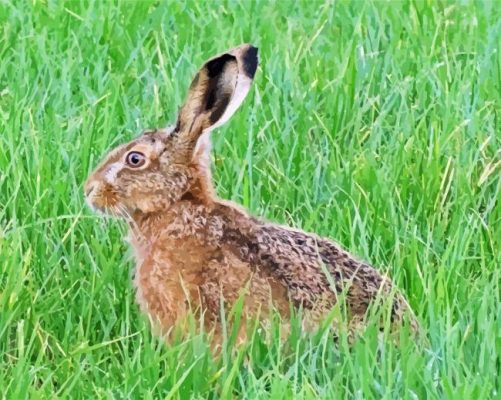 Hare In The Grass paint by numbers