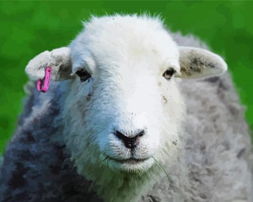 Herdwick Sheep Face paint by numbers