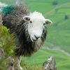 Herdwick Sheep paint by numbers