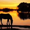 Horse Silhouette In New Forest Park National paint by numbers