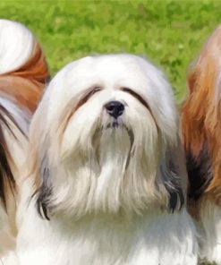 Lhassa Apso Dogs paint by numbers