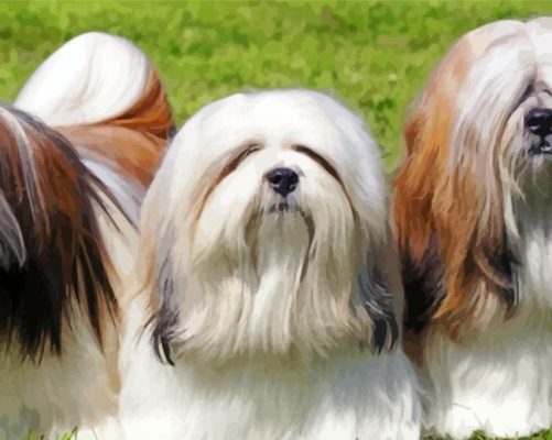 Lhassa Apso Dogs paint by numbers