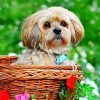 Lhassa Apso In Basket paint by numbers