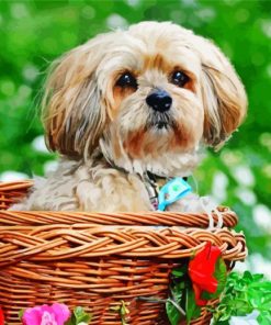 Lhassa Apso In Basket paint by numbers