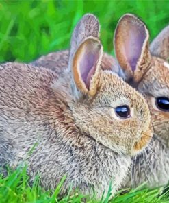 Little Hares In The Grass paint by numbers