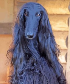 Long Haired Hound paint by numbers