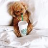 Maltipoo Dog In Bed paint by numbers