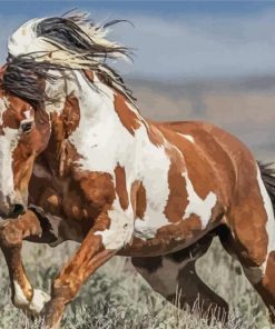 Native American Indian Horse paint by numbers