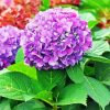 Purple Hydrangeas Flowers paint by numbers