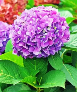 Purple Hydrangeas Flowers paint by numbers