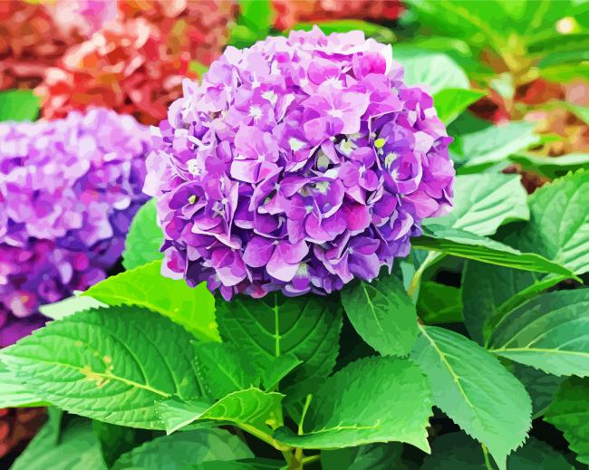 Purple Hydrangeas Flowers paint by numbers