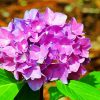 Purple Hydrangeas paint by numbers