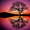 Reflection Tree By Water At Sunset paint by numbers