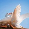 Romantic White Doves Birds paint by numbers