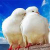 Romantic White Doves paint by numbers