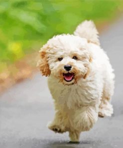 Running Maltipoo Dog paint by numbers