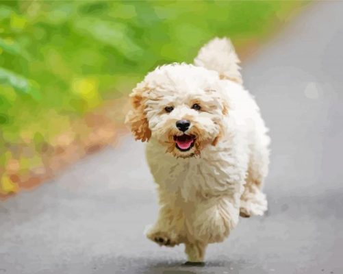 Running Maltipoo Dog paint by numbers