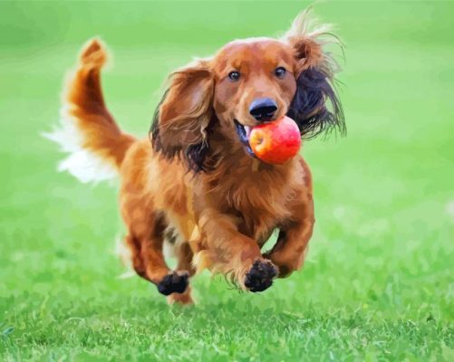 Running Long Haired Dachshund paint by numbers