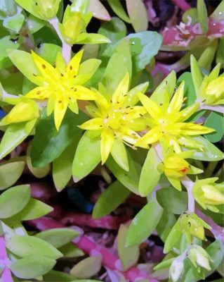 Sedum Orpin Plant paint by numbers