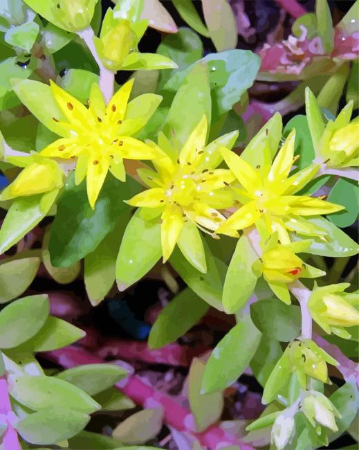 Sedum Orpin Plant paint by numbers