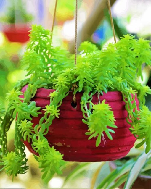 Sedum Plant In Pot paint by numbers