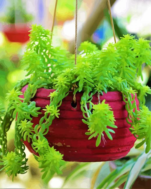 Sedum Plant In Pot paint by numbers