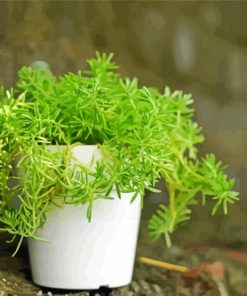 Sedum In White Pot paint by numbers