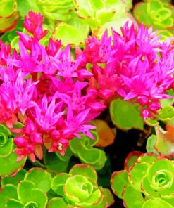 Sedum Spurium paint by numbers