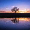 Silhouette Tree By Water At Sunset paint by numbers