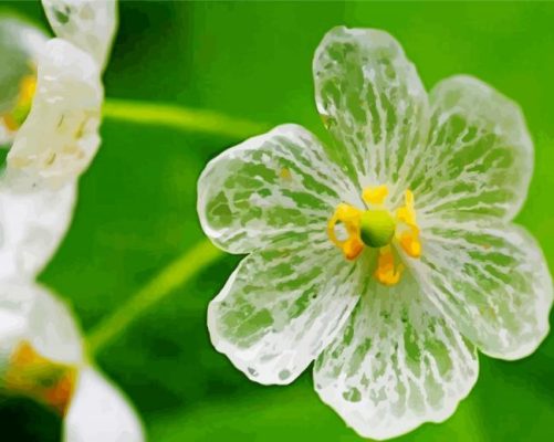 Skeleton Flower paint by number