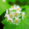 Skeleton Flowers paint by number