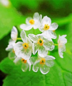 Skeleton Flowers paint by number