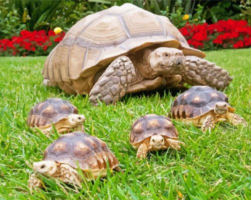 Sulcata Tortoise And Her Babies paint by numbers