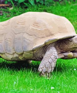 The Sulcata Tortoise paint by numbers