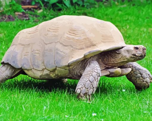 The Sulcata Tortoise paint by numbers